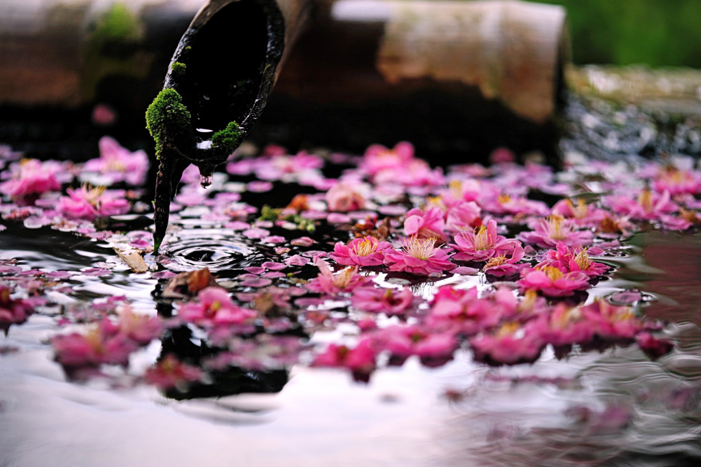 手水鉢の華 