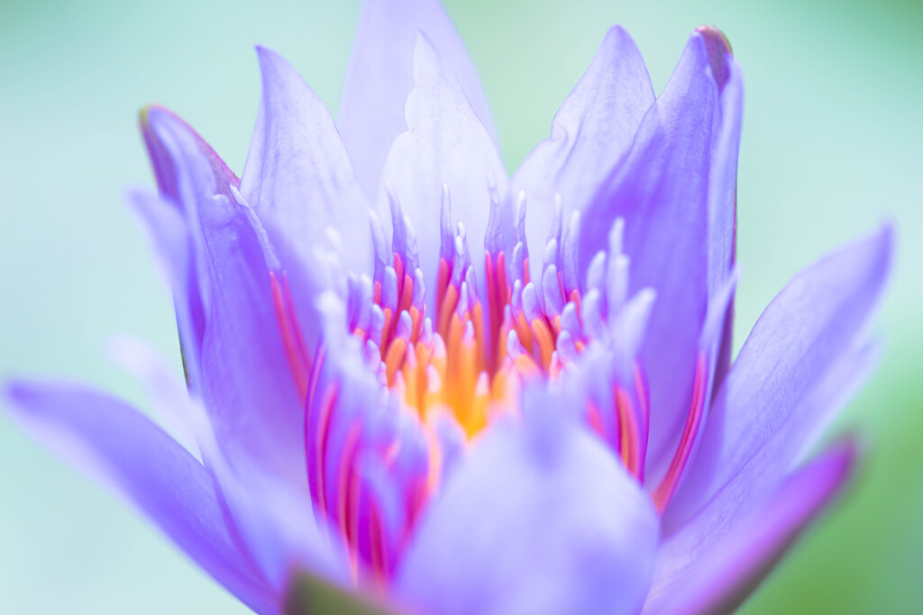PURITY OF HEART 