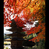 瑠璃光寺の秋