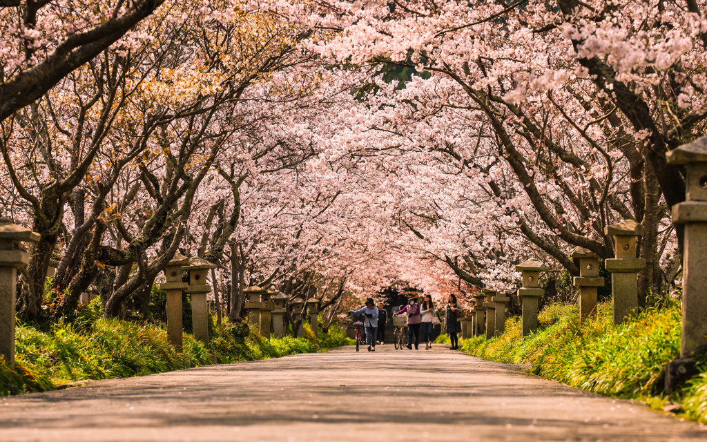 桜参り