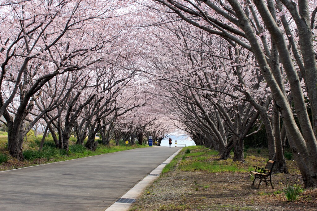 海に続く桜並木Ⅱ
