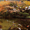 雨上がり の紅葉