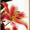 Lily