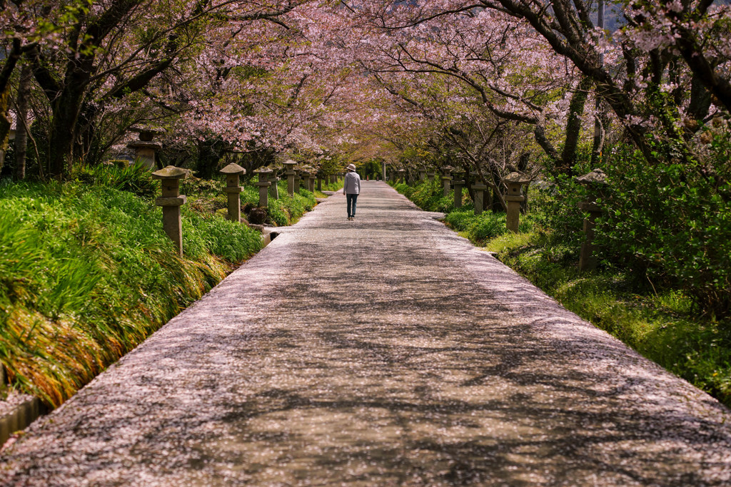 桜道