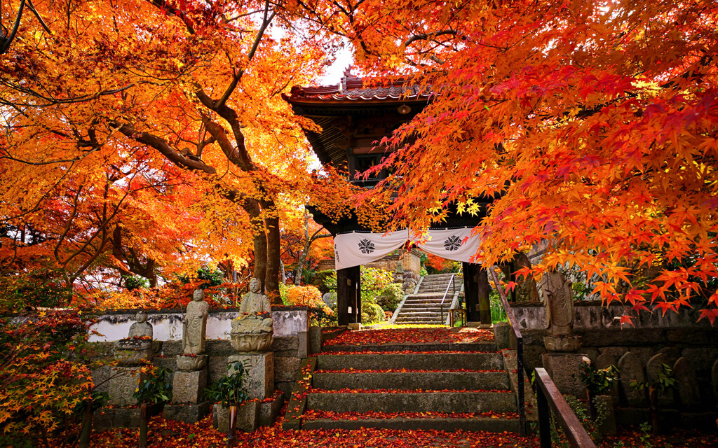 Hospitality of autumn leaves