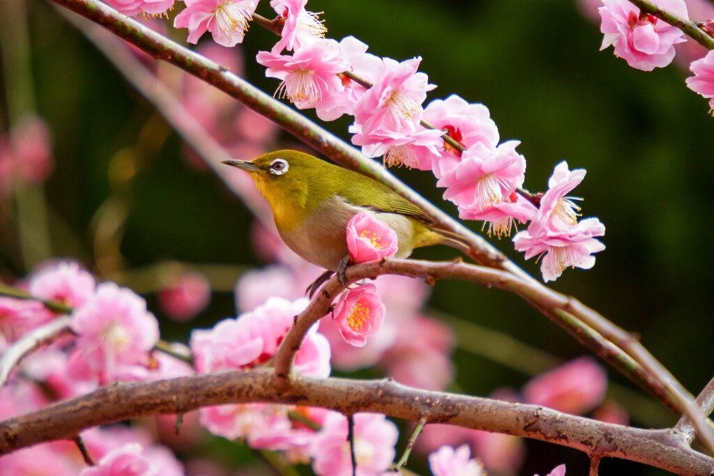花かごの中で