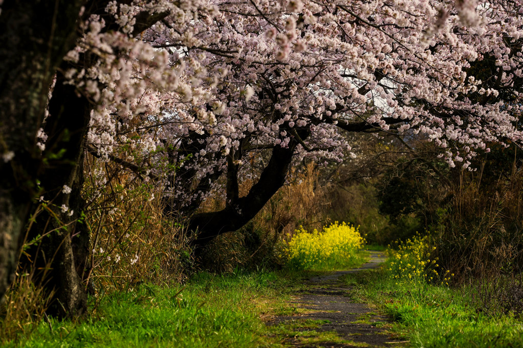 Spring promenade