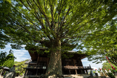 周防国分寺：樹齢800年の欅