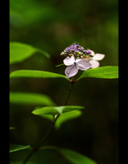 天上の華