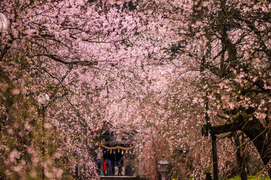 桜参り