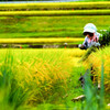 Farm workⅢ
