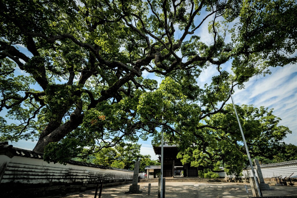 周防国分寺-仁王門の龍