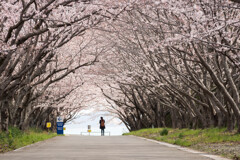 海に続く桜道Ⅱ