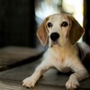 LOYAL DOG