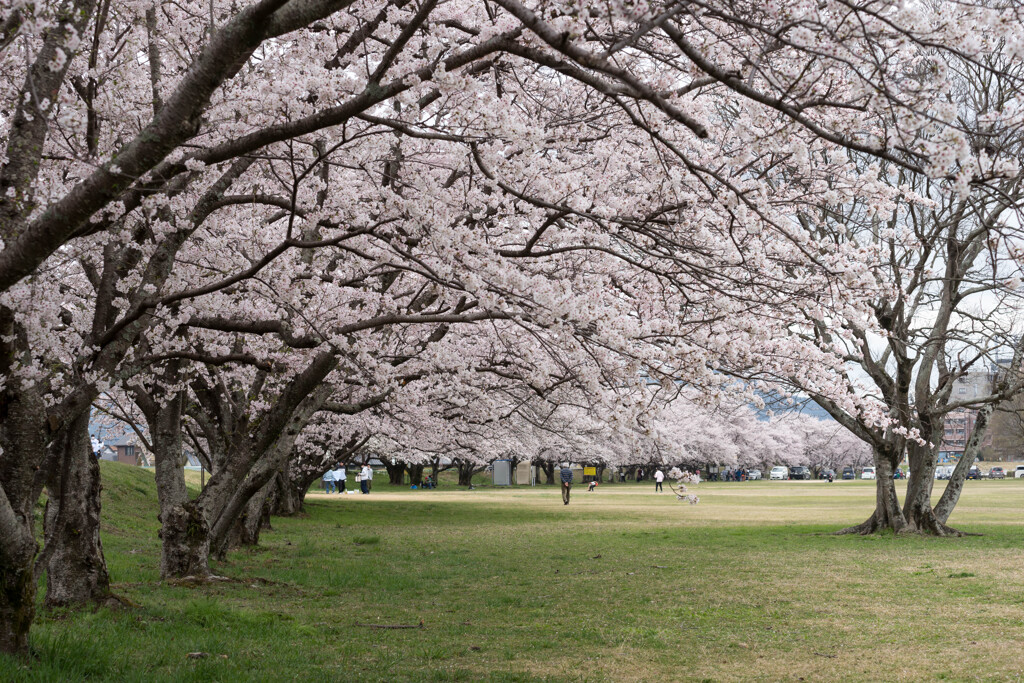 河川敷の桜並木Ⅱ