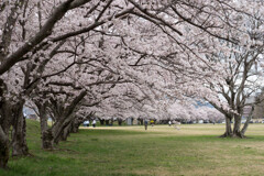 河川敷の桜並木Ⅱ