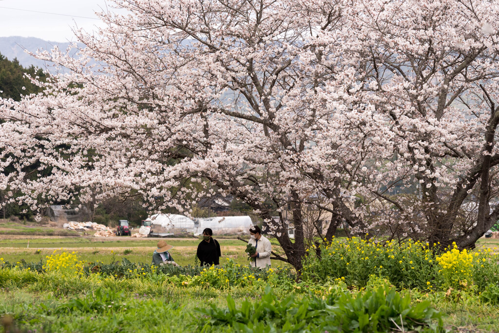 桜の木の下で