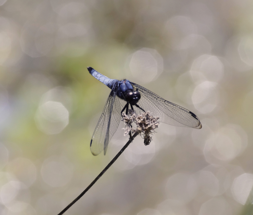 あ 幸せの トンボよ By Osamu A Id 写真共有サイト Photohito