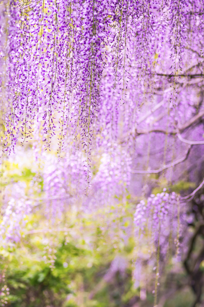 PURPLE RAIN