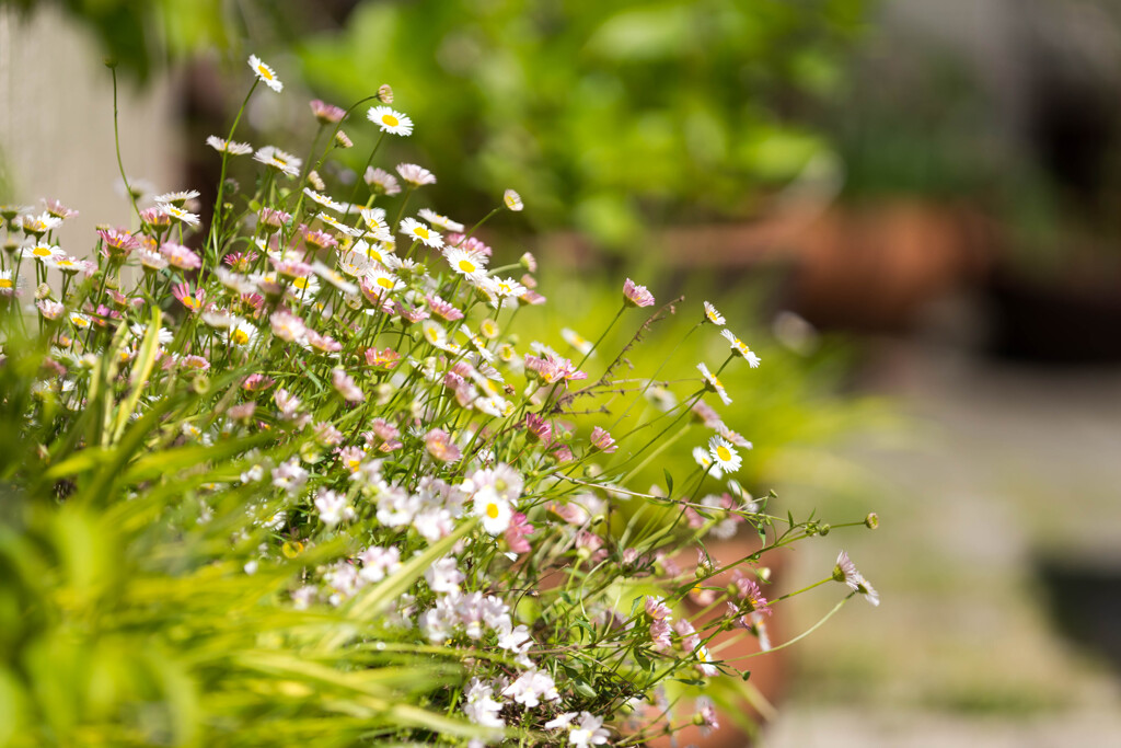 Fairies in the garden