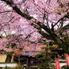 山寺の春Ⅱ