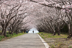 海に続く桜並木