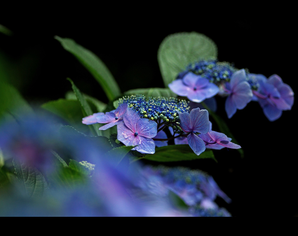 蒼の舞