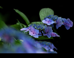 蒼の舞