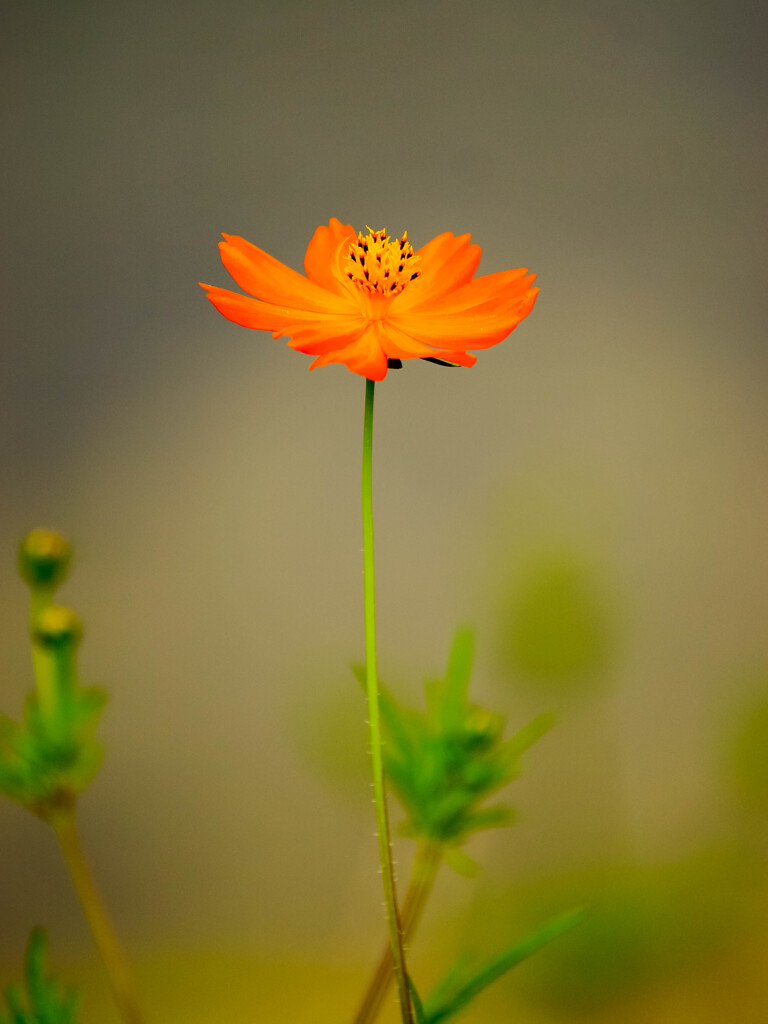 Attractive orange color