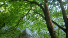 Green Shower