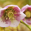 冬の花