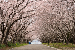 海に続く桜道