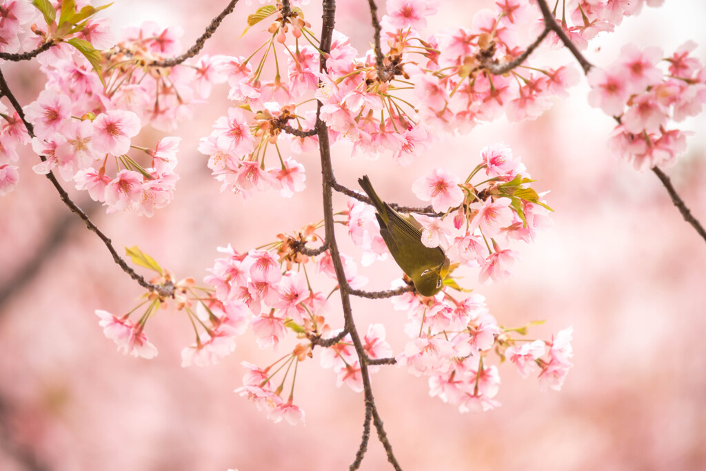 桜色の中で