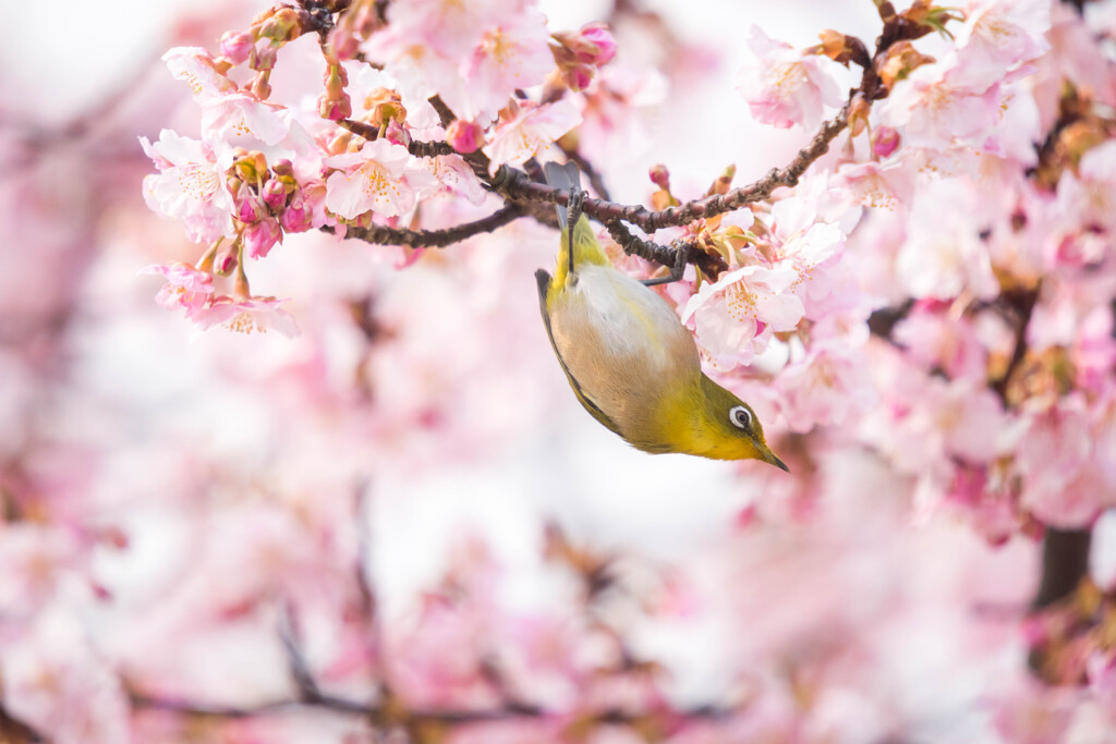 アクロバットな奴 