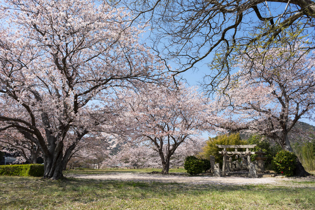鎮守の桜