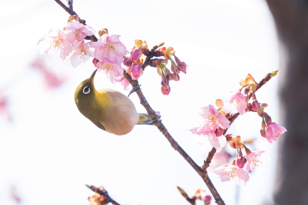 このポーズでどうだ(^^♪