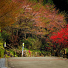 里山の春