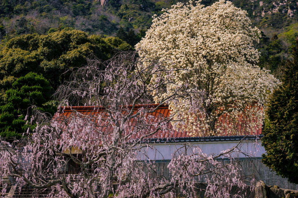 山寺の春