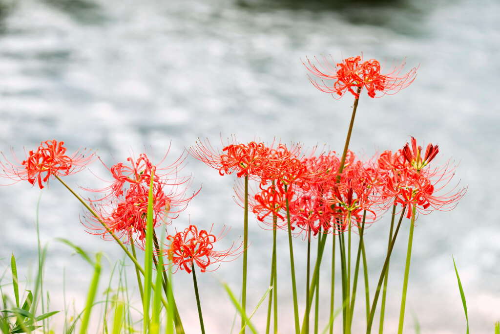 Blooming on the riverside