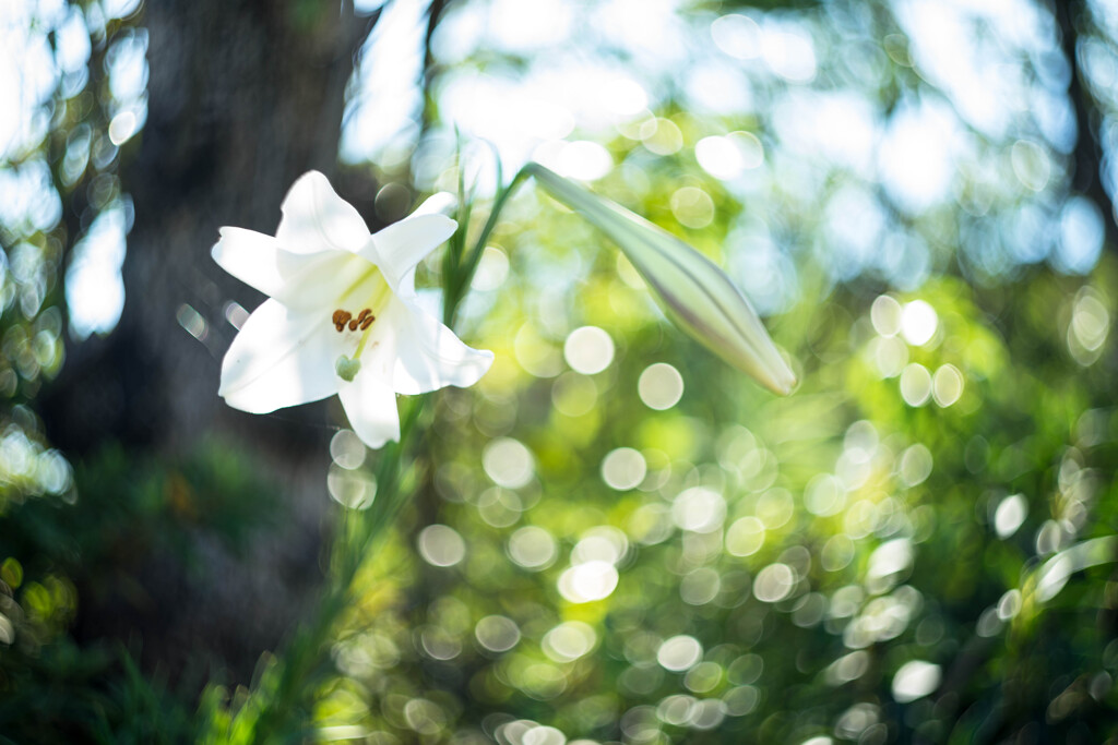 Undecorated beauty