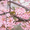 Cherry blossom happiness
