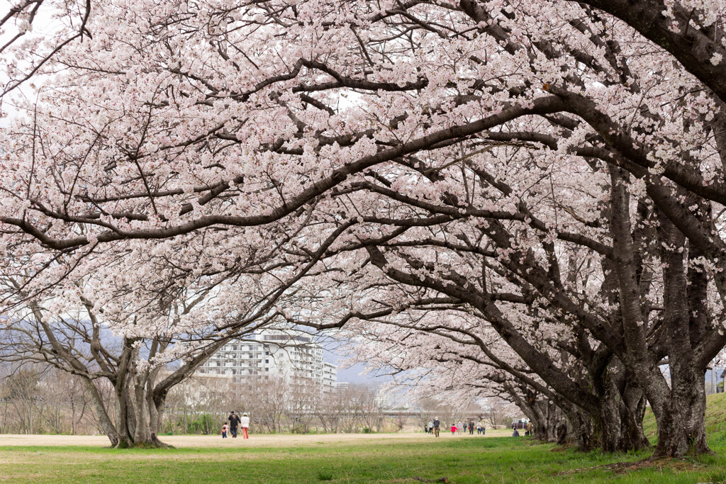河川敷の桜並木