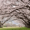 河川敷の桜並木