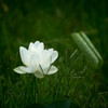 Pure feelings