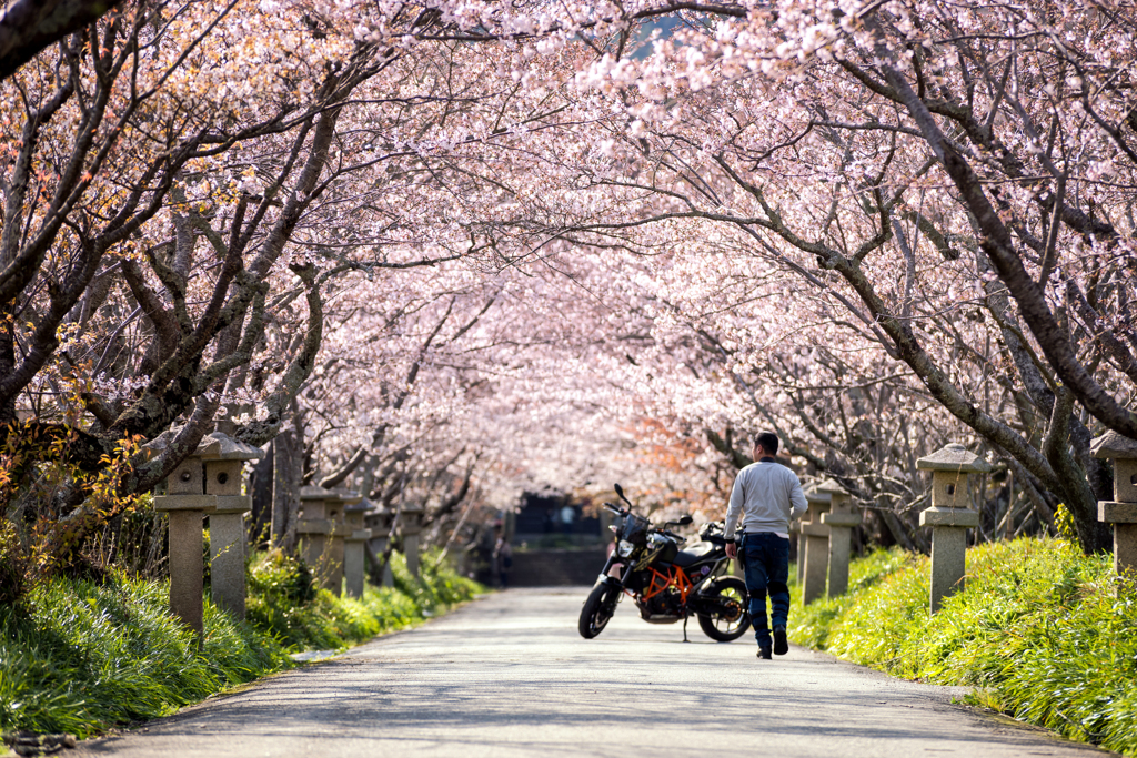 Motorbike guy on a row of cherry trees