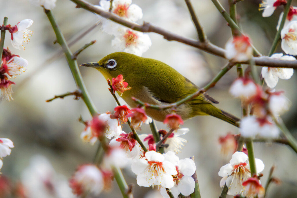 白梅の花園