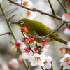 白梅の花園