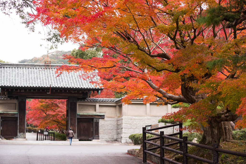 紅葉に誘われて