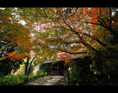 晩秋の周防阿弥陀寺