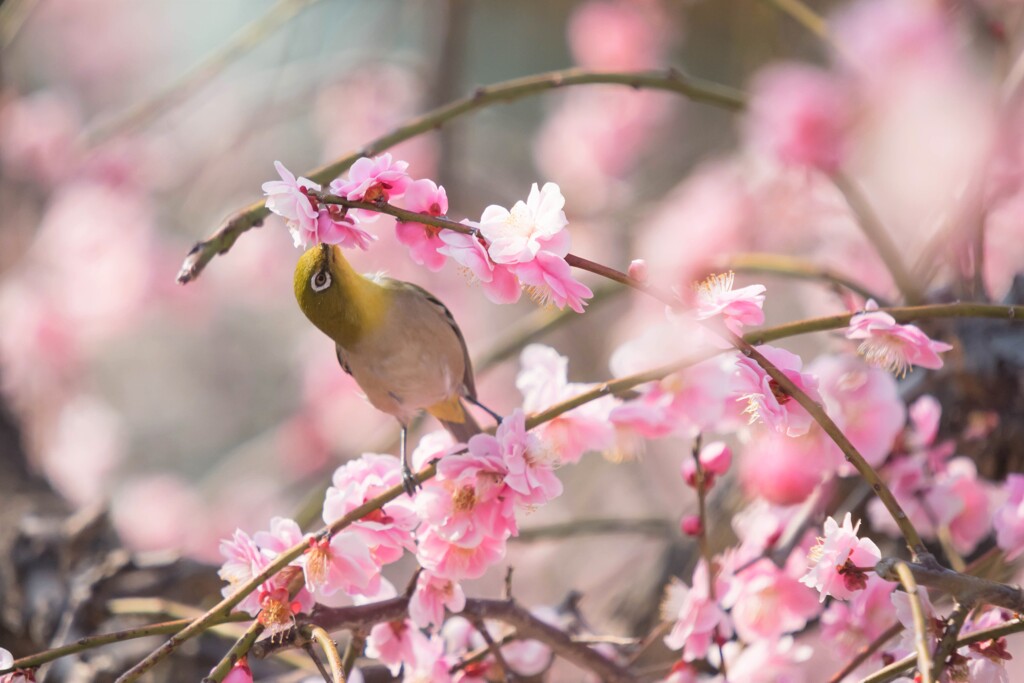 『KISS OF LIFE』♪♪